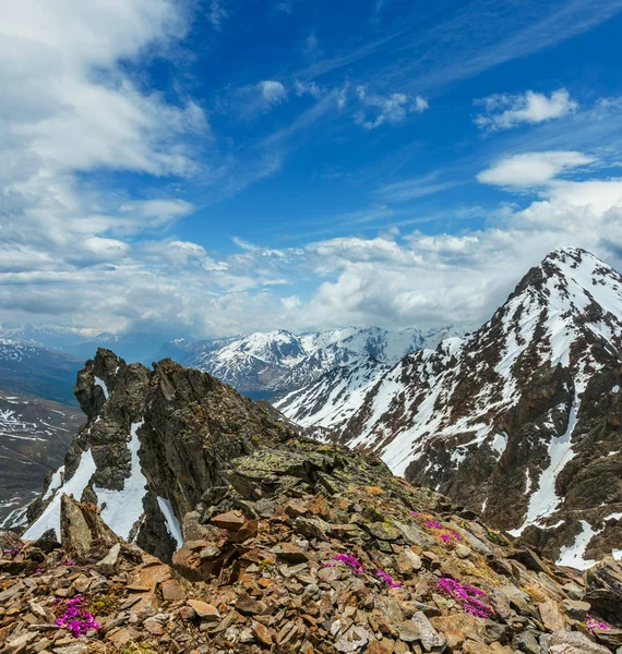 Alp bloemen over berg afgrond en wolken — Stockfoto