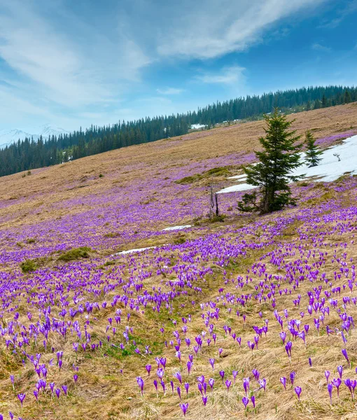 Lila Krokusblüten auf dem Frühlingsberg — Stockfoto