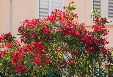 Macenta Nerium Oleander çiçek çalı.