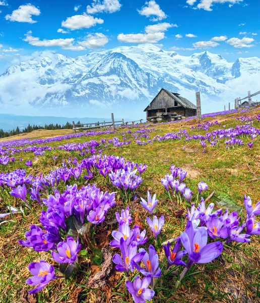 Mor bitkisi çiçeği bahar Dağı'nda — Stok fotoğraf