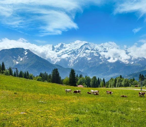 Vacas de rebaño en glade y macizo montañoso del Mont Blanc (vista desde Pla —  Fotos de Stock
