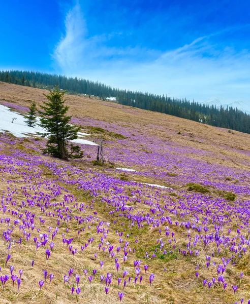 Lila Krokusblüten auf dem Frühlingsberg — Stockfoto