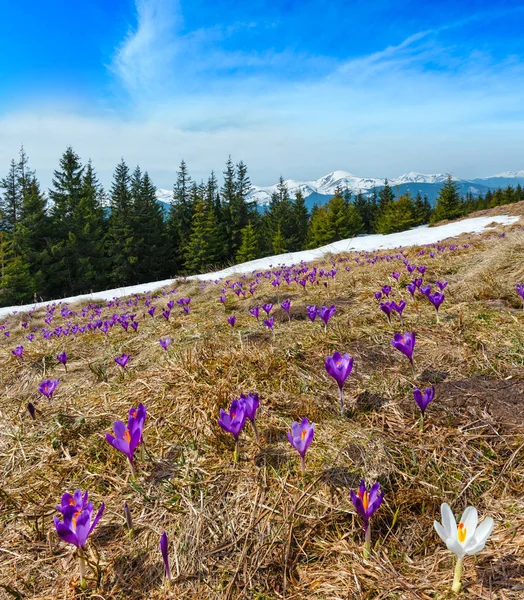 Flores de cocodrilo púrpura en montaña de primavera — Foto de Stock
