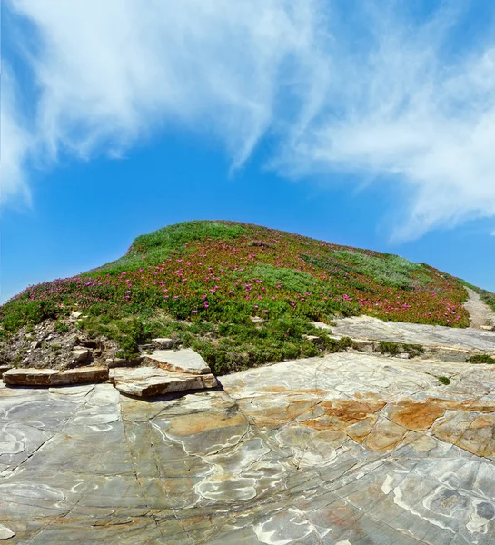 Pink Carpobrotus flowers on rock top — Stock Photo, Image