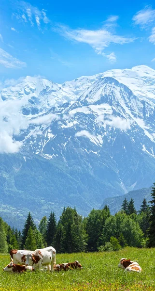 Stádo krav na mýtině a mont blanc horský masiv (pohled z pla — Stock fotografie