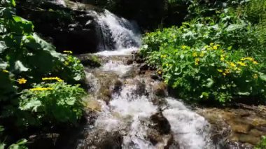 Berrak su ve sarı Bataklık Marigold ile Yaz şelale (Caltha Palustris ) dağ ormanlarında çiçekler.