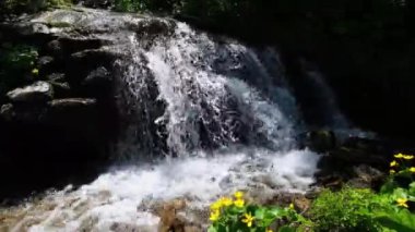 Berrak su ve sarı Bataklık Marigold ile Yaz şelale (Caltha Palustris ) dağ ormanlarında çiçekler.