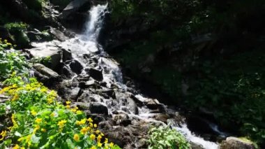 Berrak su ve sarı Bataklık Marigold ile Yaz şelale (Caltha Palustris ) dağ ormanlarında çiçekler.