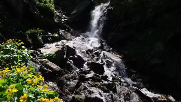 Sommerwasserfall Mit Klarem Wasser Und Gelben Sumpfblumen Caltha Palustris Bergwald — Stockvideo
