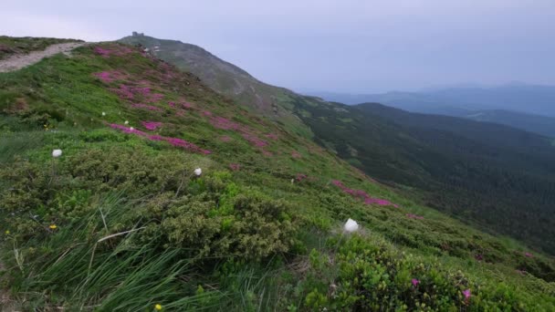 Sommerabend Nebligen Karpaten Mit Rosa Rosa Rhododendron Stirnrunzeln Hang Und — Stockvideo