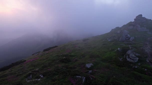 Pink Rose Rhododendron Blommor Tidig Morgon Skymning Misty Summer Mountain — Stockvideo