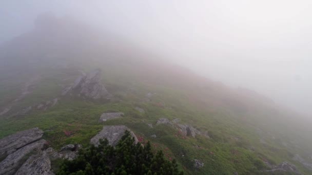 Rosafarbene Rhododendron Blüten Frühmorgendlichen Nebligen Berggipfel Wind Mit Niedrigen Wolken — Stockvideo