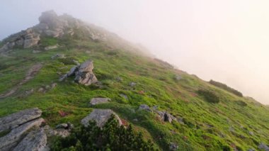 Güzel ilk güneş ışınları sabah yaz dağpembe gül rhododendron çiçekler. Rüzgar, az bulutlu ve sisli. Sabah güneşi arkada parlıyor. Carpathian, Ukrayna.