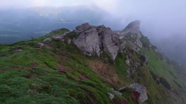 Pembe gül rhododendron çiçekler erken sabah yaz sisli dağ başında. Rüzgar, az bulutlu ve sisli. Carpathian, Ukrayna.