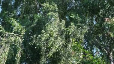 Yaprakları ve tomurcukları ile Haziran huş dalları yavaş rüzgarda hareket. Yapraklar güneşte parlar. Geç ilkbahar veya yaz video arka plan için iyi.