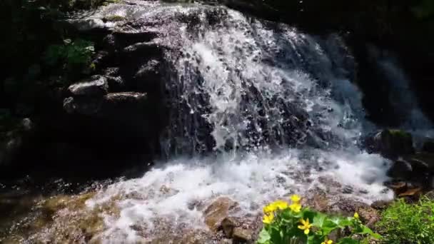 Slow Motion Summer Waterfall Limpid Water Yellow Marsh Marigold Caltha — Stock Video
