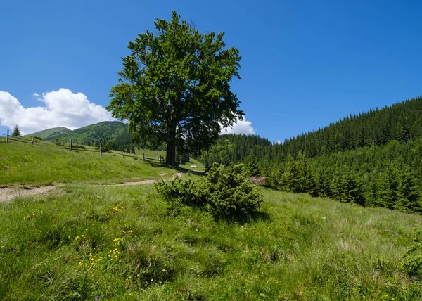 Cárpatos montanha verão país paisagem — Fotografia de Stock