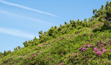 Yaz Dağı yamaçta pembe gül Rhododendron çiçekler