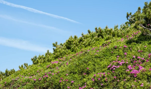 Рожеві троянди квіти рододендрона на літньому гірському схилі — стокове фото