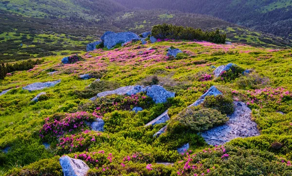 Розовые цветы рододендрона на утреннем летнем склоне горы . — стоковое фото