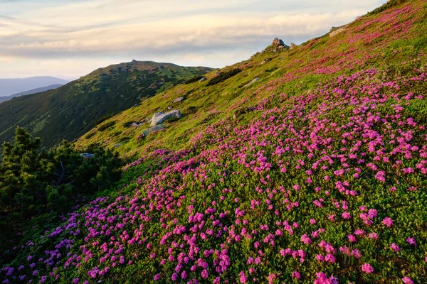 Pink rose rhododendron flowers on morning summer mountain slope. — Stock Photo, Image