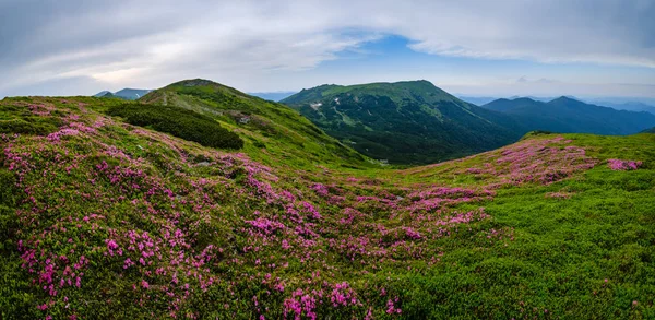 Rosa rosa rododendro flores en la ladera de la montaña de verano — Foto de Stock