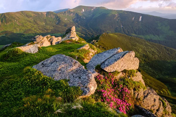 Rosa Rosenrhododendron blüht am morgendlichen Sommerberghang. — Stockfoto