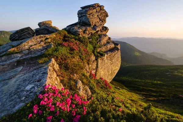 Rhododendron blüht am morgendlichen Sommerberghang — Stockfoto