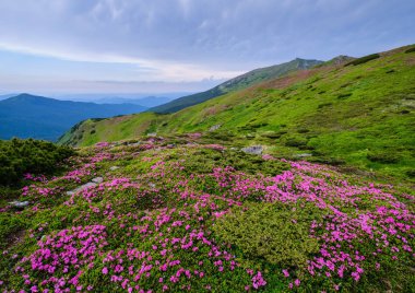 Yaz Dağı yamaçta pembe gül Rhododendron çiçekler