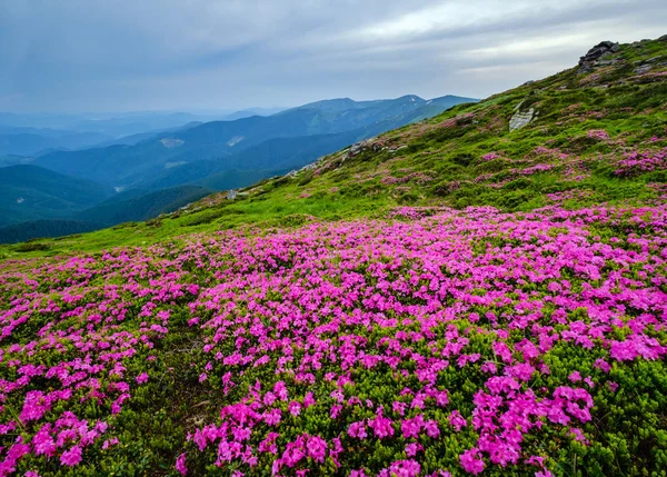 夏の山の斜面にピンクのバラのロドデンドロンの花 — ストック写真