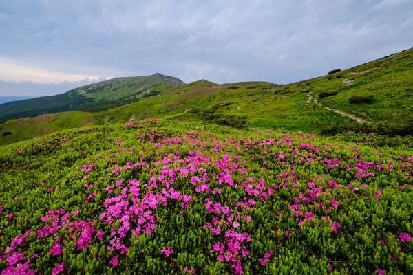 Rosa rosa rododendro flores en la ladera de la montaña de verano — Foto de Stock