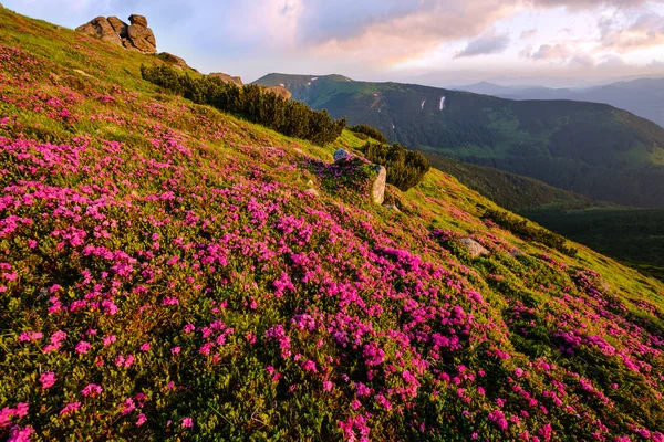 Sabah yaz dağ yamaçta pembe gül Rhododendron çiçekler. — Stok fotoğraf
