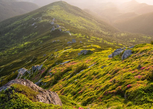 Pink rose rhododendron flowers on morning summer mountain slope. — Stock Photo, Image