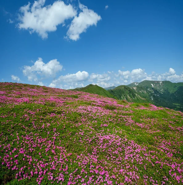 Encostas floridas (flores de rododendros) da montanha dos Cárpatos — Fotografia de Stock