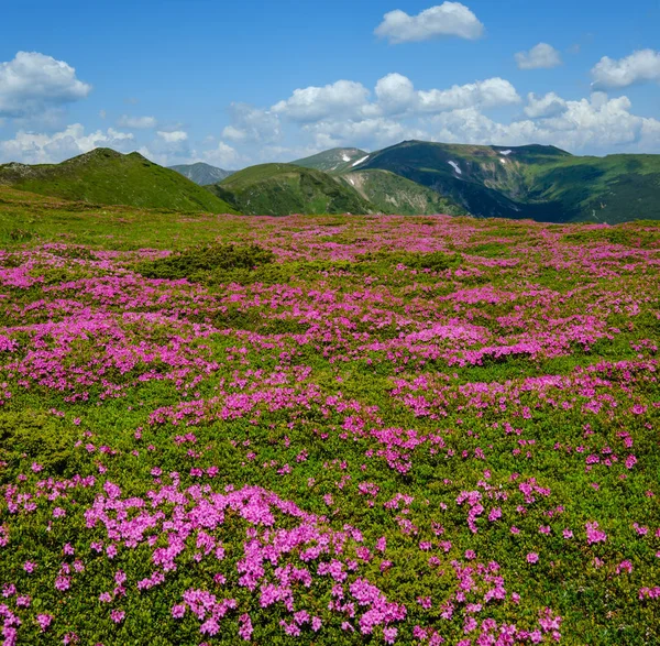Virágzó lejtők (Rhododendron virágok) a Kárpát-hegység — Stock Fotó
