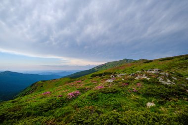 Yaz Dağı yamaçta pembe gül Rhododendron çiçekler