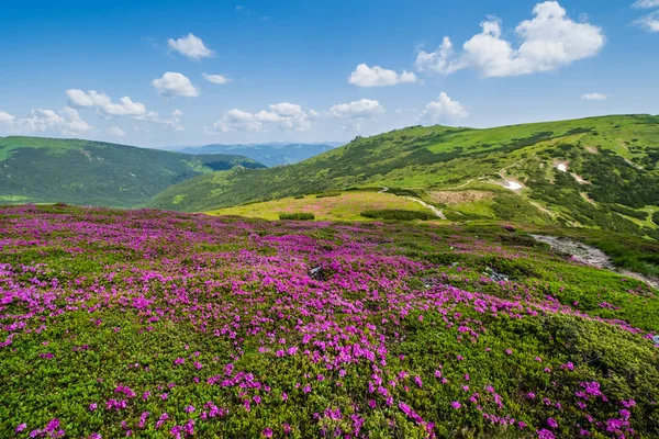 Karpat dağının çiçek açan yamaçları (roddendron çiçekleri) — Stok fotoğraf