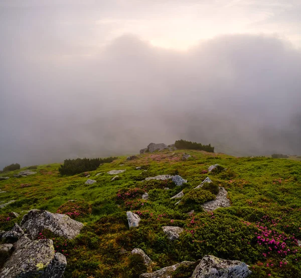 Rhododendron flowers on early morning cloudy Carpathian Mountain — Stock Photo, Image