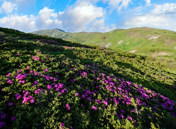 Rosa rosa rododendro flores en la ladera de la montaña de verano — Foto de Stock