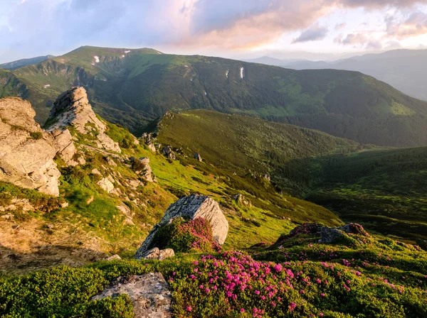 Pink rose rhododendron flowers on morning summer mountain slope. — Stock Photo, Image