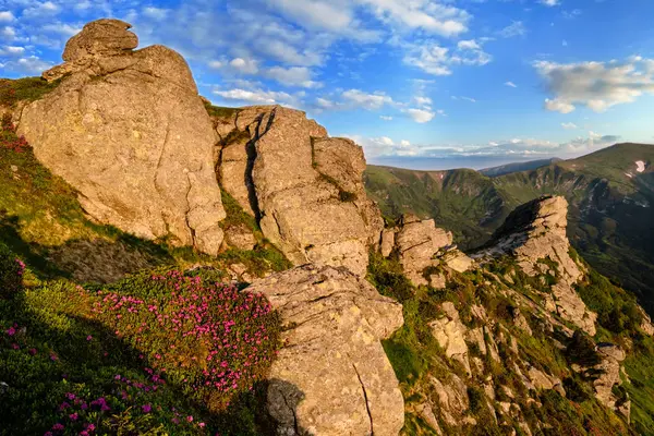 Pink rose rhododendron flowers on morning summer mountain slope. — Stock Photo, Image