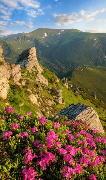 Pink rose rhododendron flowers on morning summer mountain slope. — Stock Photo, Image