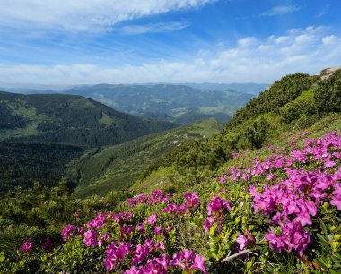 Yaz Dağı yamaçta pembe gül Rhododendron çiçekler