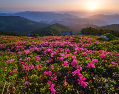 Erken sabah yaz sisli dağ üst Rhododendron çiçekler