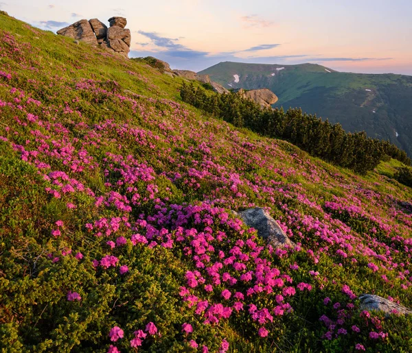 Pink rose rhododendron flowers on early morning summer mountain — Stock Photo, Image