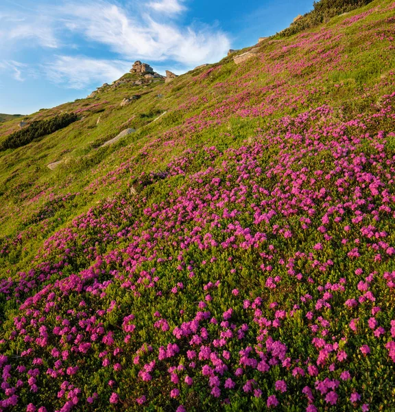 Pink rose rhododendron flowers on early morning summer mountain — Stock Photo, Image