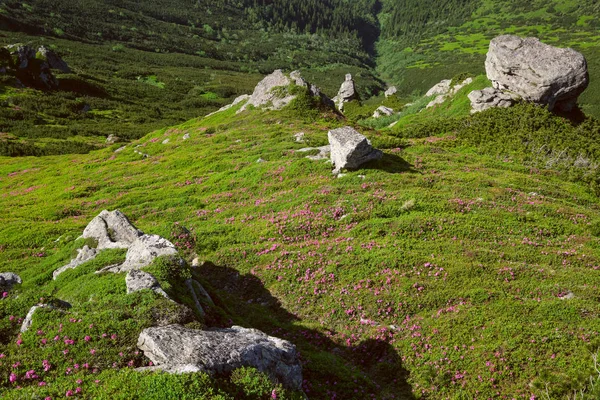 Pink rose rhododendron flowers on summer mountain slope — Stock Photo, Image