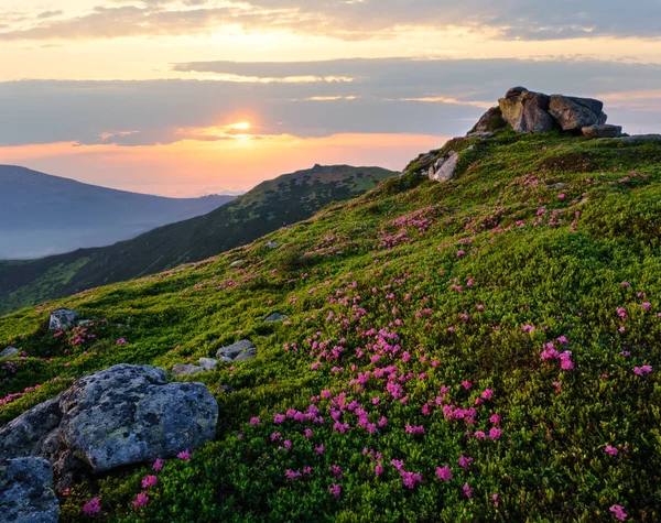 日没夏の山頂にピンクのバラのロドデンドロンの花 — ストック写真