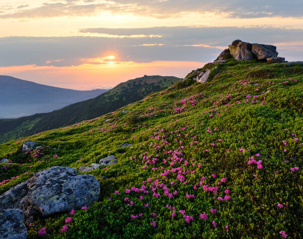 Pink rose rhododendron flowers on sunset summer mountain top