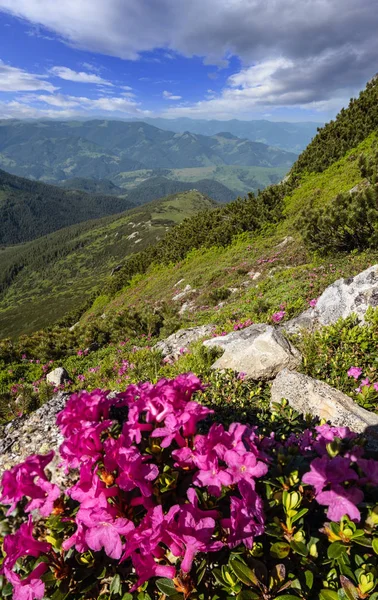 夏季山坡上的粉红色玫瑰杜松花 — 图库照片